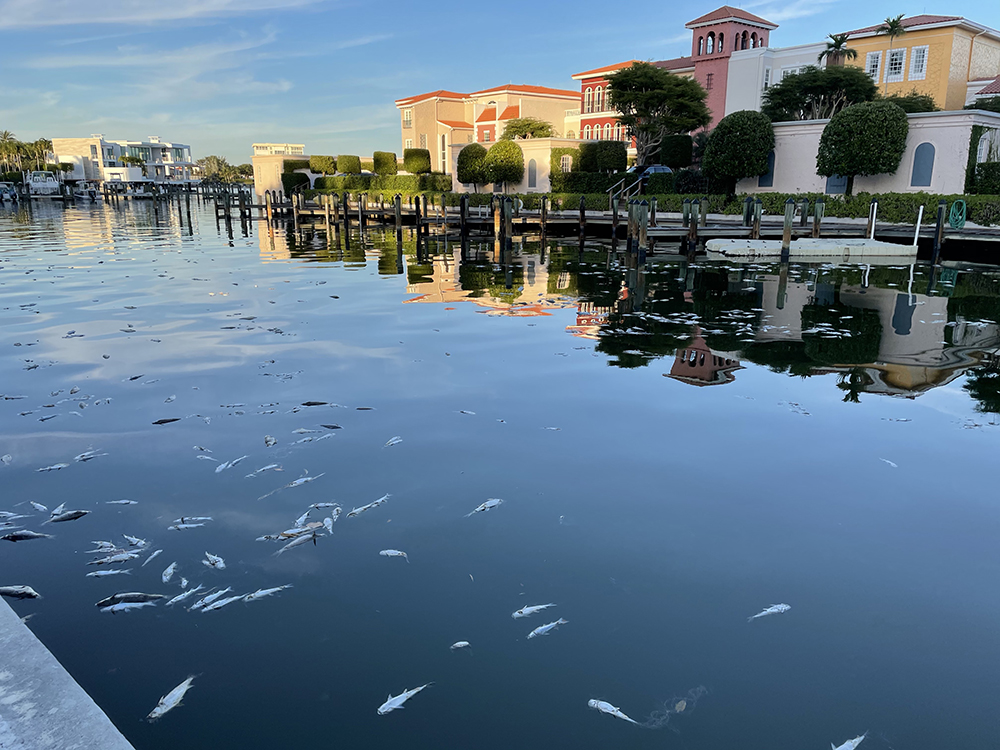 City Council takes action to combat Red Tide Gulf Shore Association