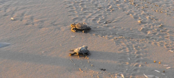 Protect Our Beaches And Wildlife During Turtle Nesting Season - Gulf ...