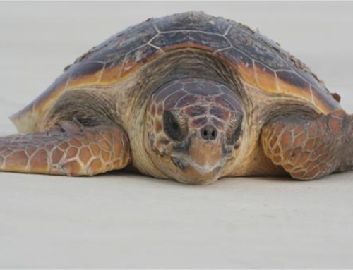 Lights Out! May 1-Oct 31 is Sea Turtle Nesting Season