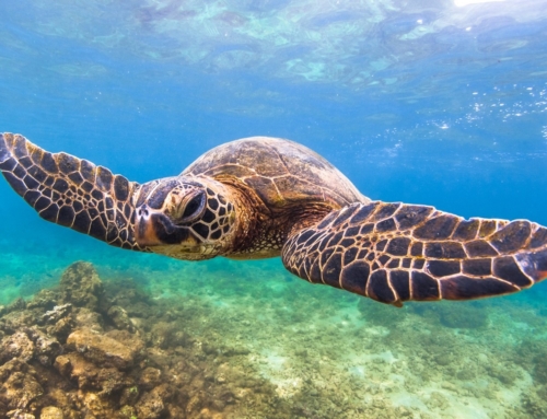 A Good Year for Turtles