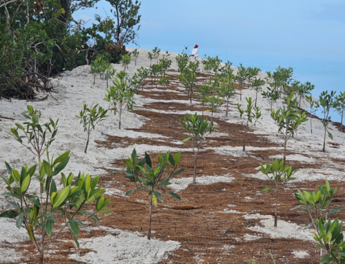 Mangrove Restoration at Clam Pass