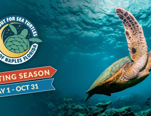 Sea Turtle Nesting Season Update: Celebrating Our Impact